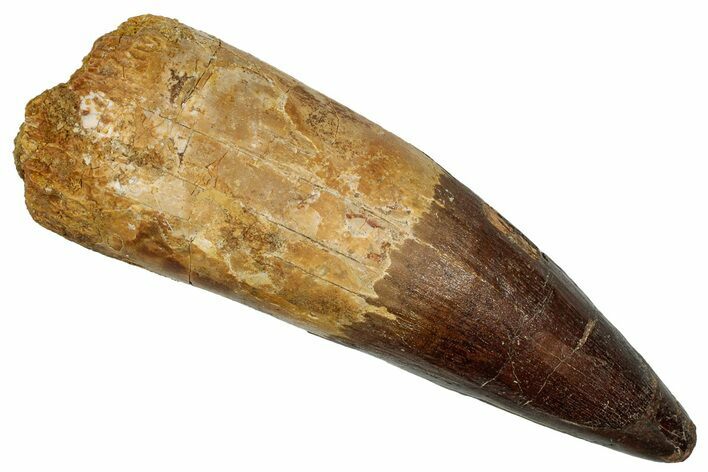 Real Fossil Spinosaurus Tooth - Huge Dinosaur Tooth #335986